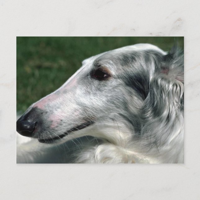 Carte Postale Borzoi, Wolfhound russe (Devant)