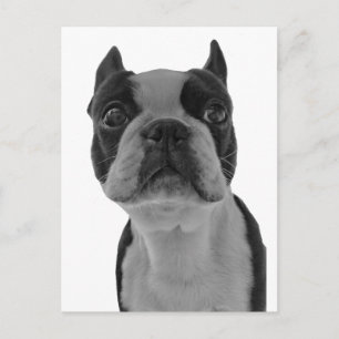 Carte Postale Boston terrier