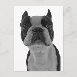 Carte Postale Boston terrier