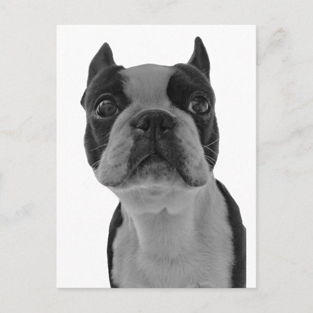 Carte Postale Boston terrier (Devant)