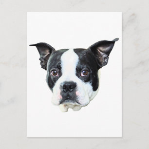 Carte Postale Boston Terrier