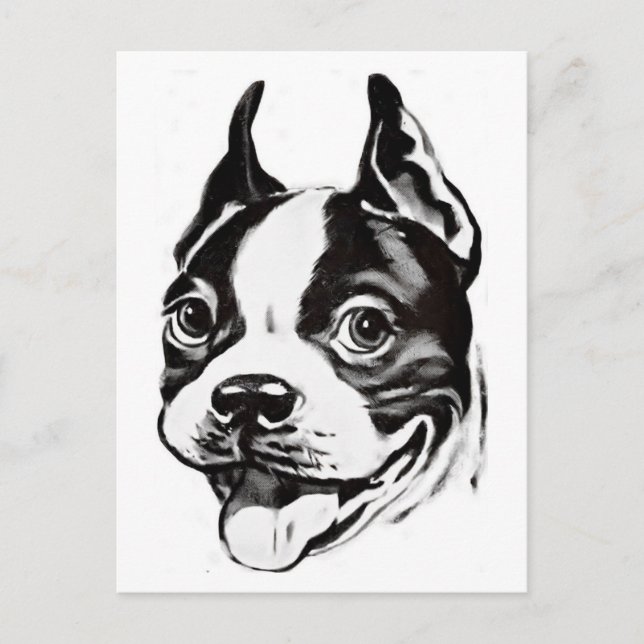 Carte postale Boston Terrier (Devant)