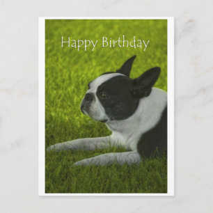 Carte Postale Boston Terrier