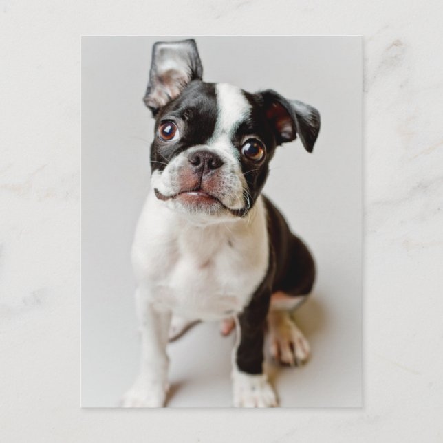 Carte Postale Boston Terrier (Devant)