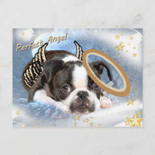 Carte Postale Boston Terrier Angel Vêtements et cadeaux