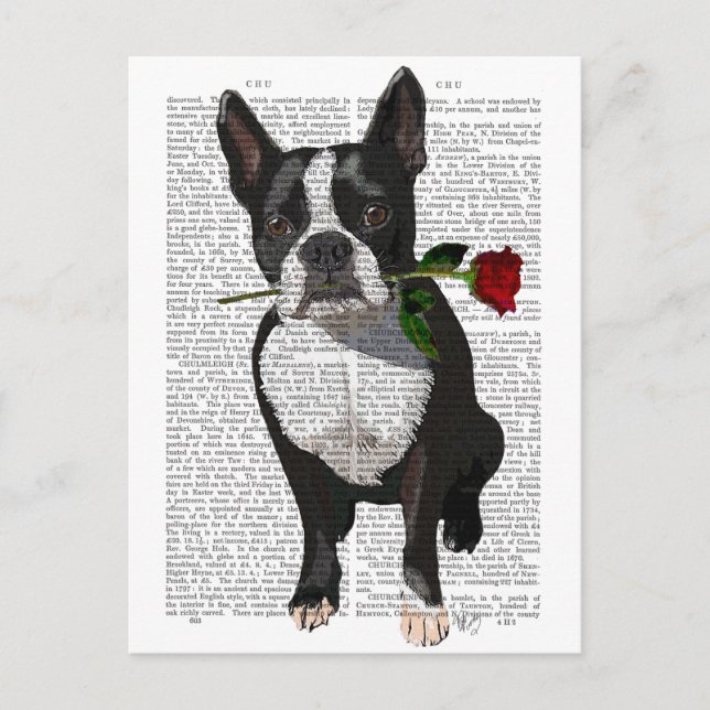 Carte Postale Boston Terrier avec Rose dans la bouche (Devant)