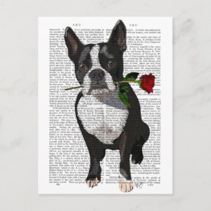 Carte Postale Boston Terrier avec Rose dans la bouche