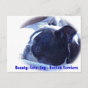 Carte Postale Boston Terrier :  Beauté, Amour, Joie