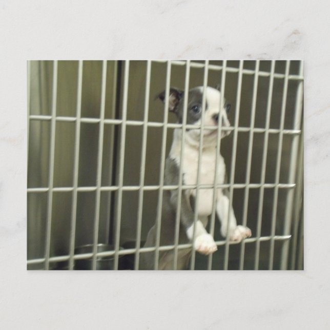 Carte Postale Boston Terrier Chiot dans un abri Cage (Devant)