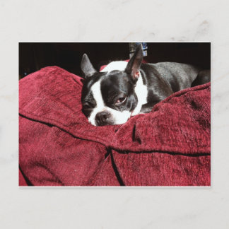 Carte Postale Boston Terrier Holly