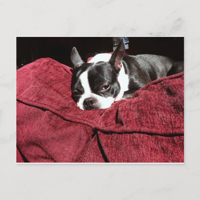 Carte Postale Boston Terrier Holly (Devant)