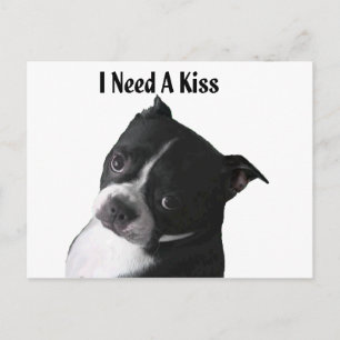 Carte Postale Boston Terrier :  J'ai besoin d'un baiser