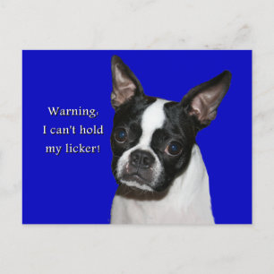 Carte Postale Boston Terrier : Je ne peux pas tenir son licker