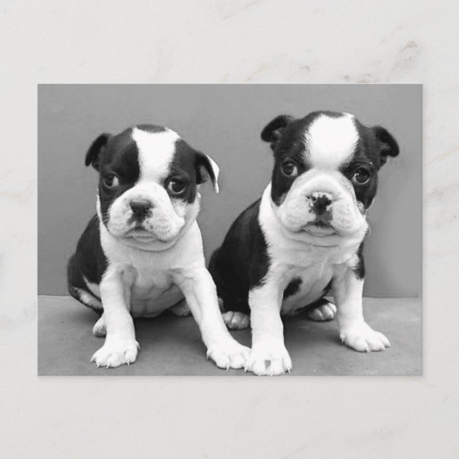 Carte postale Boston Terrier Puppies (Devant)