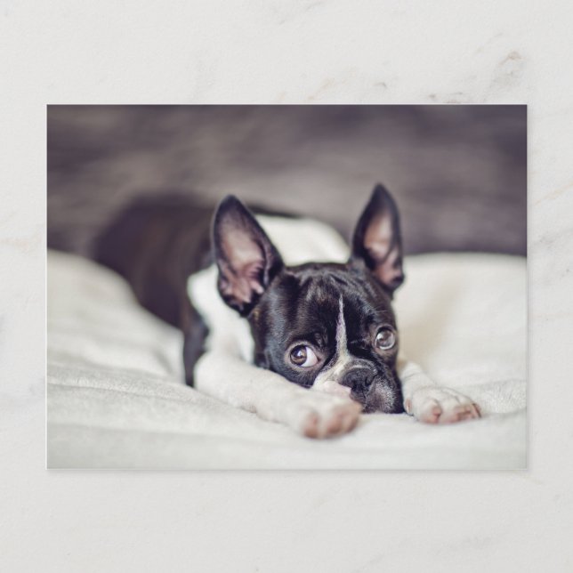 Carte Postale Boston Terrier Puppy (Devant)