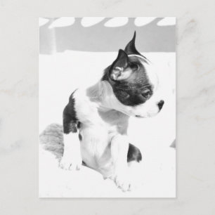 Carte Postale Boston Terrier Puppy