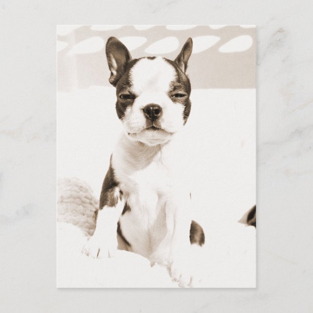 Carte Postale Boston Terrier Puppy 2 (Devant)