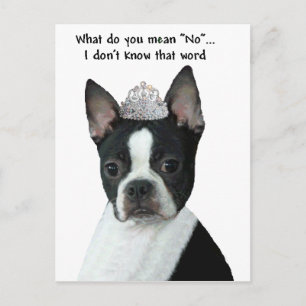 Carte Postale Boston Terrier :  Qu'Est-Ce Que Tu Veux Dire "Non"
