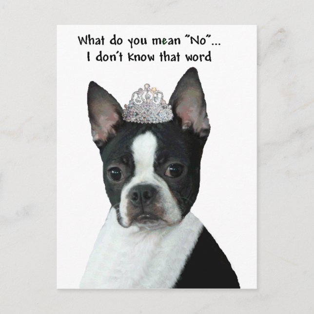 Carte Postale Boston Terrier : Qu'Est-Ce Que Tu Veux Dire "Non"  (Devant)