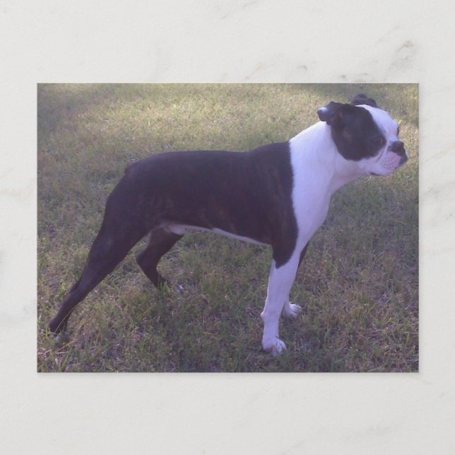 Carte postale BostonTerrier (Devant)
