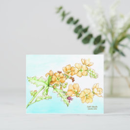 Carte Postale Botanical wildflower watercolor, globemallow