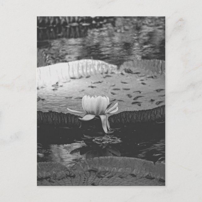 Carte Postale Botanique (Devant)