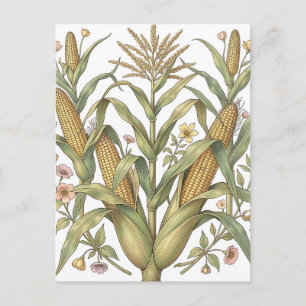 Carte Postale Botanique de tige de maïs vintage