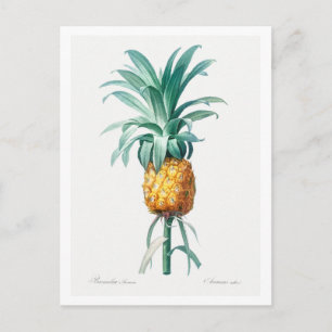 CARTE POSTALE BOTANIQUE REDOUTÉ "ANANAS"