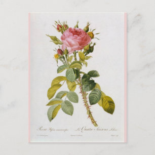 Carte Postale Botanique rose Imprimer Rosa Bifera par Redoute