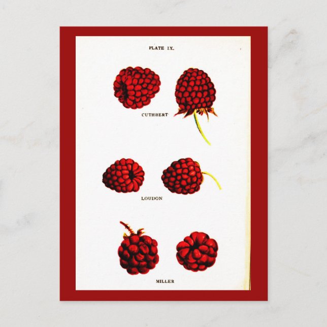 Carte postale - Botaniques-Framboises (Devant)