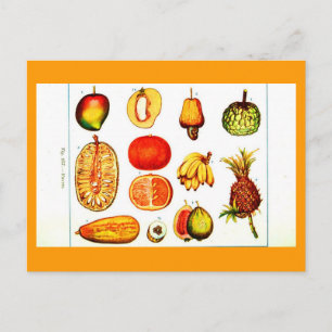Carte postale - Botaniques - Fruits jaunes et oran