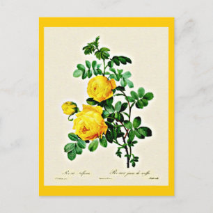 Carte postale-Botaniques-Pierre Joseph Redoute 13