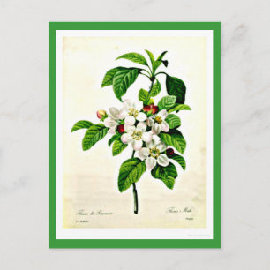 Carte postale - Botaniques-Pierre Joseph Redoute 9