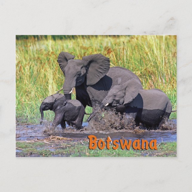 Carte Postale Botswana (Devant)