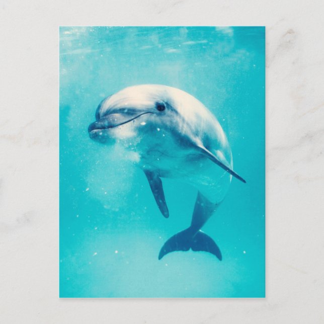 Carte Postale Bottlenosed Dolphin Underwater (Devant)