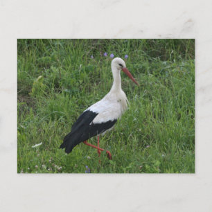 Carte Postale Bouche 1