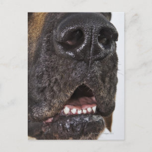 Carte Postale Bouche de Grande Danse, gros plan