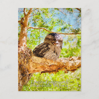 Carte Postale Bouche de grenouille fauve