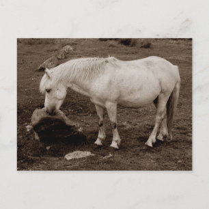 Carte Postale Bouche de poney foncé frottant sur la roche ( sépi