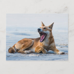 Carte Postale Bouche Dingo ouverte large, Fraser Island Australi