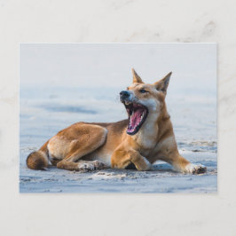 Carte Postale Bouche Dingo ouverte large, Fraser Island Australi