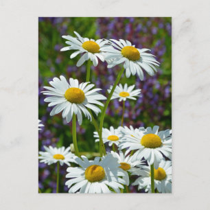 Carte Postale Bouches de printemps blanches en fleurs