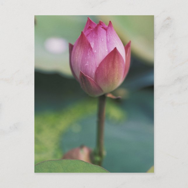 Carte Postale Boue de fleurs de Lotus, Hangzhou, province de Zhe (Devant)