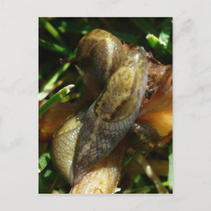 Carte Postale Boues, île de l'Unalaska