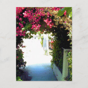 Carte Postale Bougainvillea