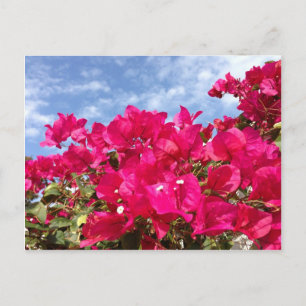 Carte Postale Bougainvillea et Beau Ciel Bleu