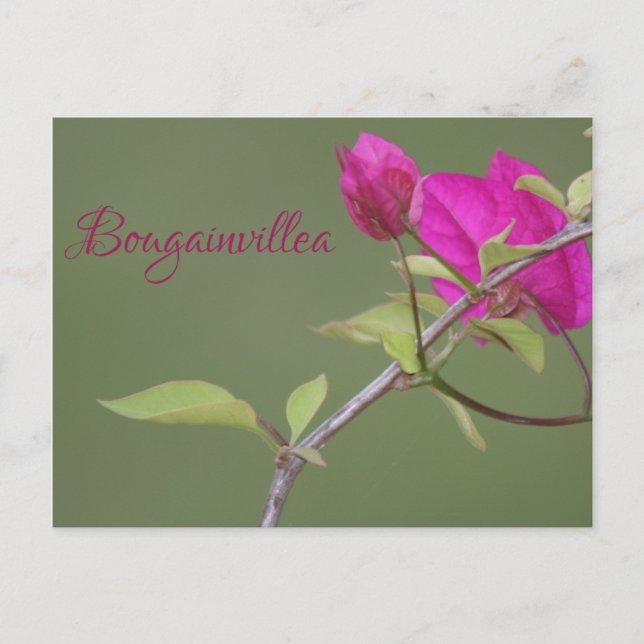 Carte Postale Bougainvillea rose Elegant Australien (Devant)