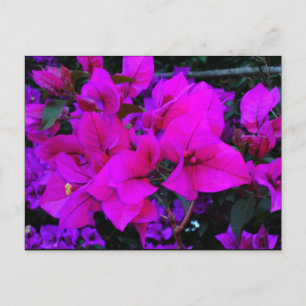 Carte Postale bougainvillée