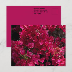 Carte Postale Bougainvillée Rouge Arbuste Grimpeur Tropical Phot