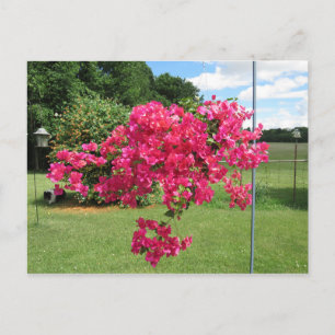 Carte Postale Bougainvillées dans une corbeille